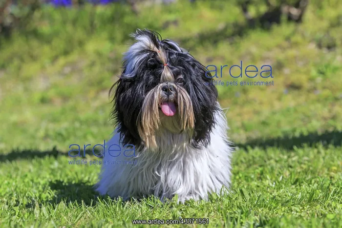 : 80190539 Dog - Shih Tzu Pradinas, Aveyron, France : 80190539 Dog - Shih Tzu Pradinas, Aveyron, France