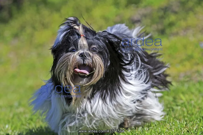 : 80190540 Dog - Shih Tzu Pradinas, Aveyron, France : 80190540 Dog - Shih Tzu Pradinas, Aveyron, France