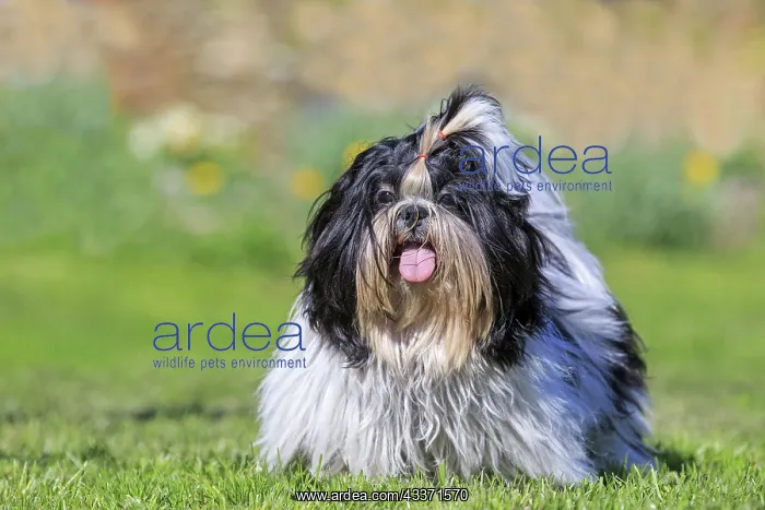 : 80190542 Dog - Shih Tzu Pradinas, Aveyron, France : 80190542 Dog - Shih Tzu Pradinas, Aveyron, France