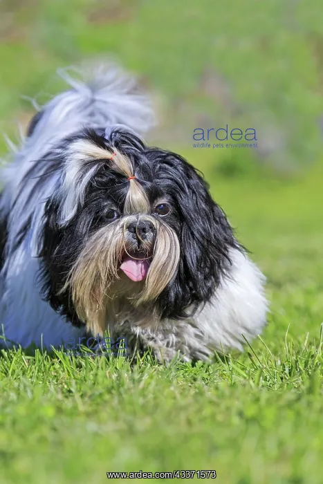 : 80190543 Dog - Shih Tzu Pradinas, Aveyron, France : 80190543 Dog - Shih Tzu Pradinas, Aveyron, France