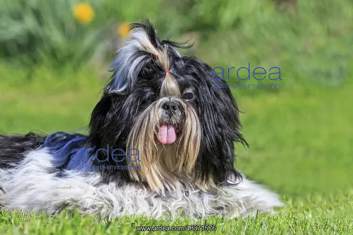 : 80190544 Dog - Shih Tzu Pradinas, Aveyron, France : 80190544 Dog - Shih Tzu Pradinas, Aveyron, France