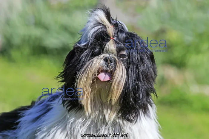  : 80190545 Dog - Shih Tzu Pradinas, Aveyron, France