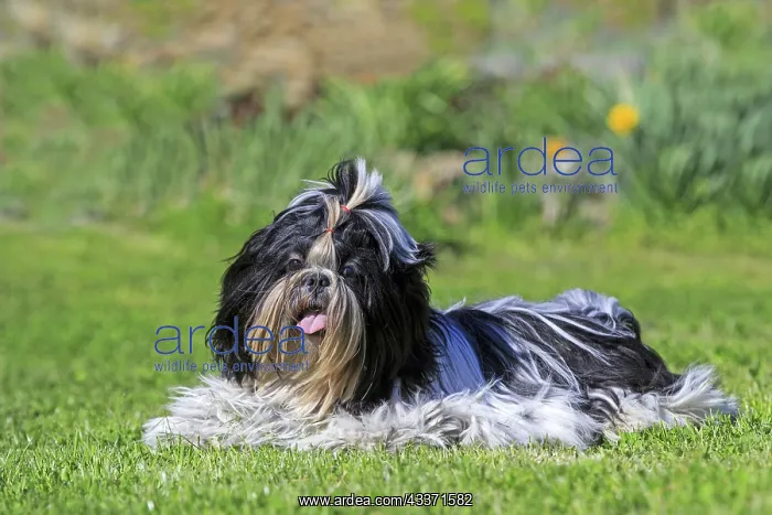 : 80190546 Dog - Shih Tzu Pradinas, Aveyron, France : 80190546 Dog - Shih Tzu Pradinas, Aveyron, France