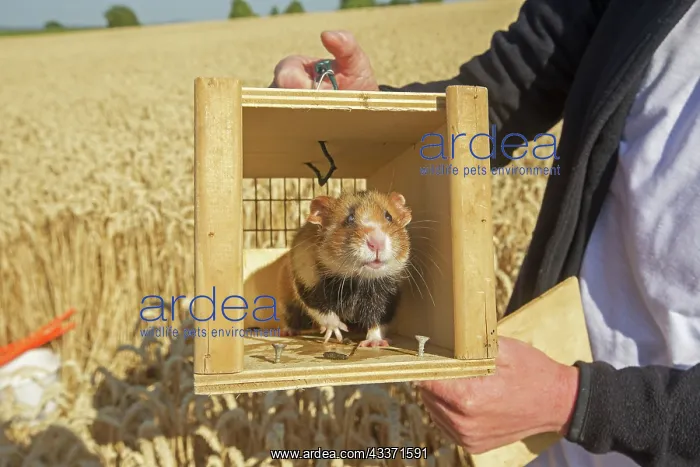 : 80190549 European Hamster - reintroduction of hamsters : 80190549 European Hamster - reintroduction of hamsters