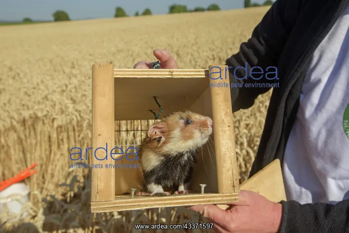 : 80190550 European Hamster - reintroduction of hamsters : 80190550 European Hamster - reintroduction of hamsters