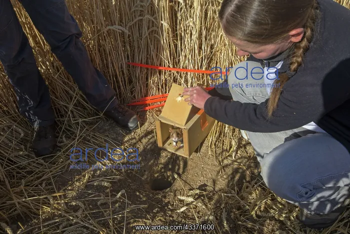  : 80190551 European Hamster - reintroduction of hamsters