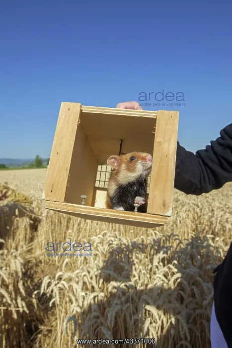 : 80190553 European Hamster - reintroduction of hamsters : 80190553 European Hamster - reintroduction of hamsters