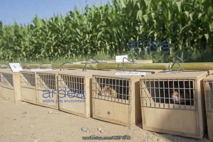 : 80190555 European Hamster - reintroduction of hamsters : 80190555 European Hamster - reintroduction of hamsters