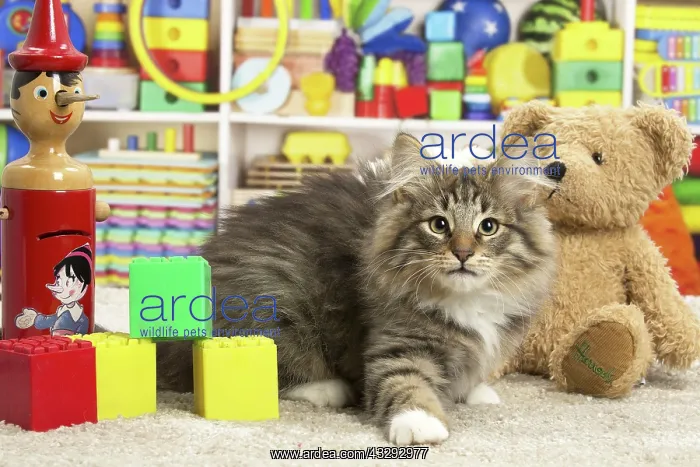 : 80190640 Cat - Norwegian Forest Cat - with toys : 80190640 Cat - Norwegian Forest Cat - with toys