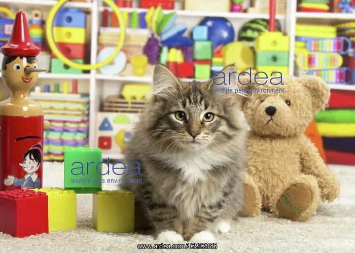 : 80190641 Cat - Norwegian Forest Cat - with toys : 80190641 Cat - Norwegian Forest Cat - with toys