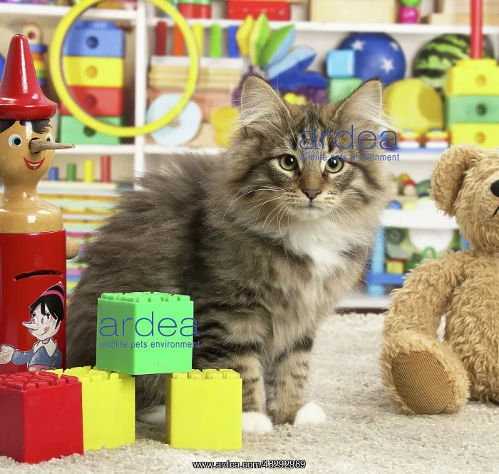 : 80190642 Cat - Norwegian Forest Cat - with toys : 80190642 Cat - Norwegian Forest Cat - with toys