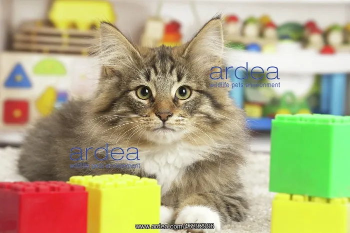: 80190643 Cat - Norwegian Forest Cat - with toys : 80190643 Cat - Norwegian Forest Cat - with toys