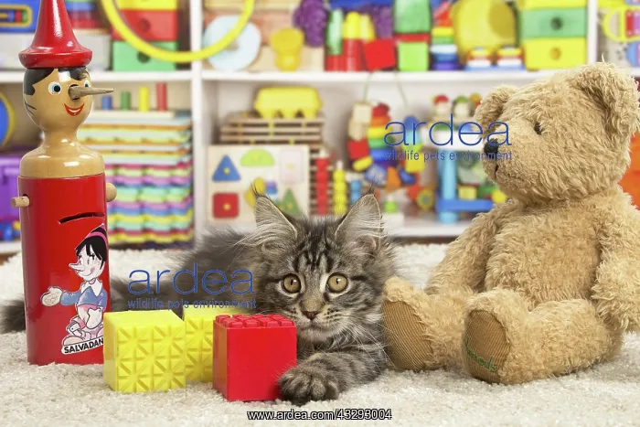 : 80190644 Cat - Maine Coon - with toys and teddy : 80190644 Cat - Maine Coon - with toys and teddy