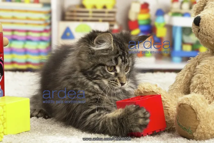: 80190645 Cat - Maine Coon - with toys and teddy : 80190645 Cat - Maine Coon - with toys and teddy