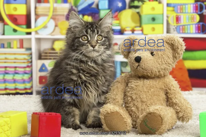 : 80190646 Cat - Maine Coon - with toys and teddy : 80190646 Cat - Maine Coon - with toys and teddy