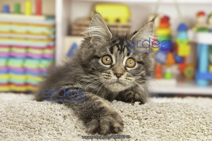 : 80190647 Cat - Maine Coon Jean-Michel Labat All : 80190647 Cat - Maine Coon Jean-Michel Labat All