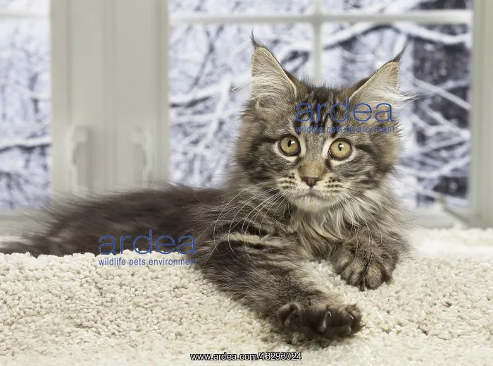 : 80190648 Cat - Maine Coon Jean-Michel Labat All : 80190648 Cat - Maine Coon Jean-Michel Labat All