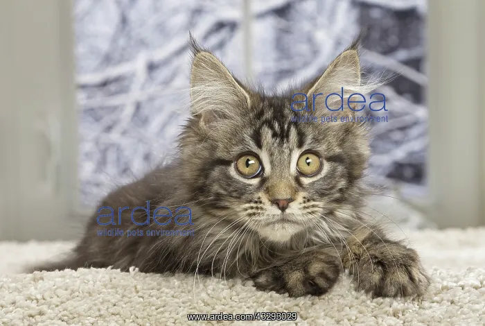 : 80190649 Cat - Maine Coon Jean-Michel Labat All : 80190649 Cat - Maine Coon Jean-Michel Labat All