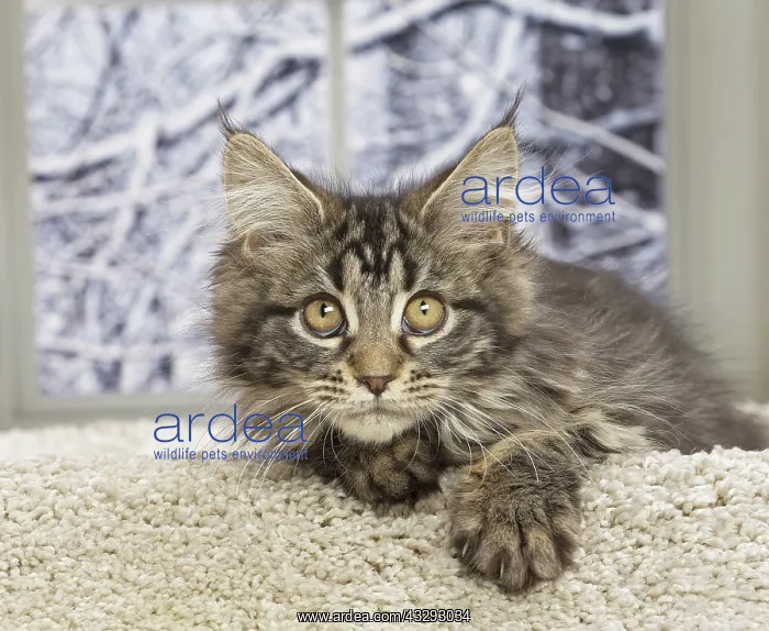 : 80190650 Cat - Maine Coon Jean-Michel Labat All : 80190650 Cat - Maine Coon Jean-Michel Labat All
