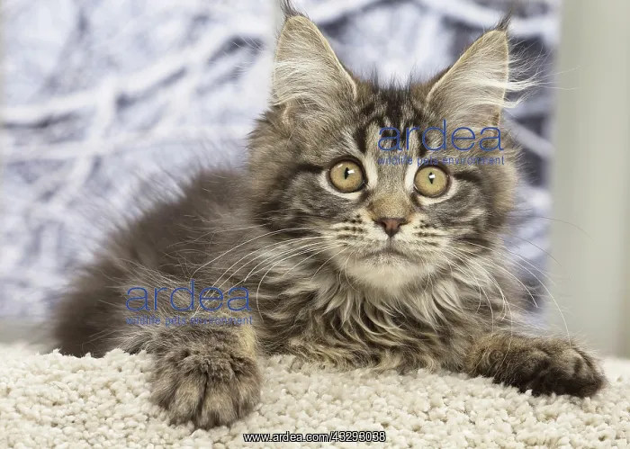 : 80190651 Cat - Maine Coon Jean-Michel Labat All : 80190651 Cat - Maine Coon Jean-Michel Labat All