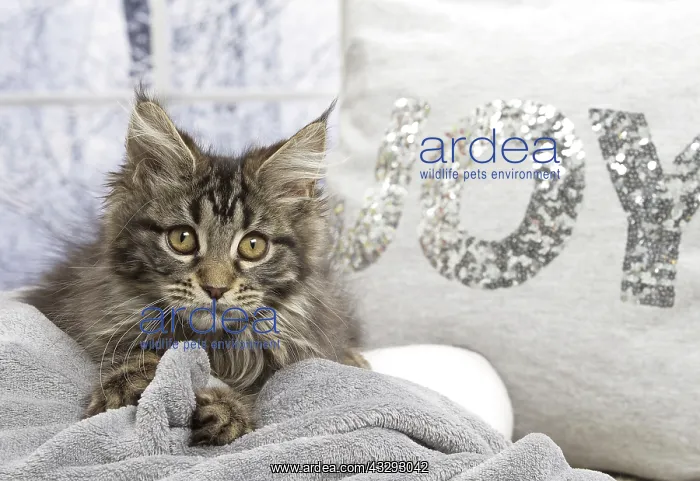 : 80190652 Cat - Maine Coon Jean-Michel Labat All : 80190652 Cat - Maine Coon Jean-Michel Labat All