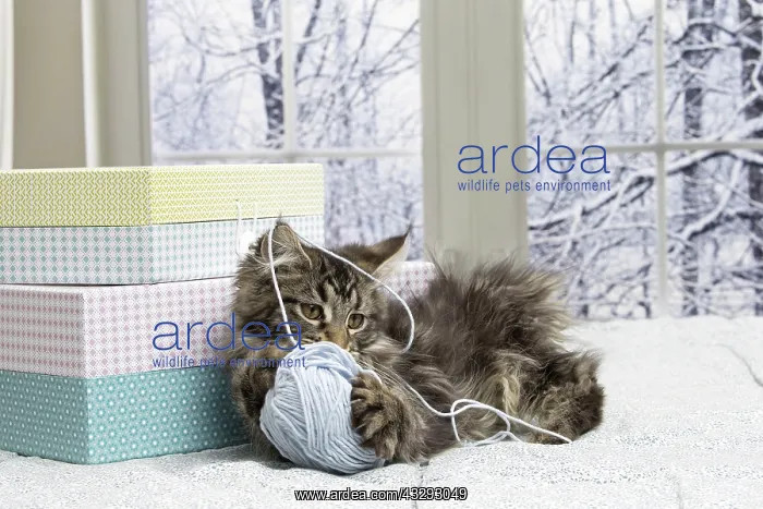 : 80190653 Cat - Maine Coon Jean-Michel Labat All : 80190653 Cat - Maine Coon Jean-Michel Labat All