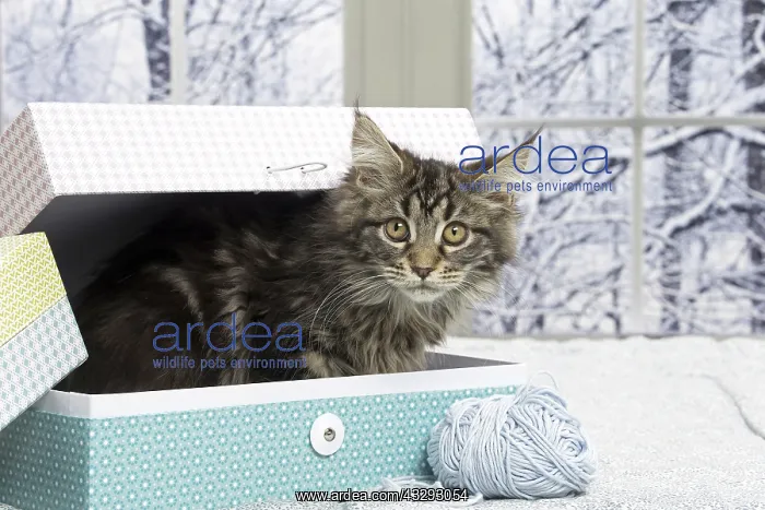 : 80190654 Cat - Maine Coon Jean-Michel Labat All : 80190654 Cat - Maine Coon Jean-Michel Labat All