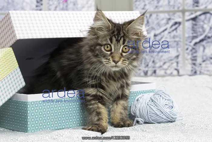 : 80190655 Cat - Maine Coon Jean-Michel Labat All : 80190655 Cat - Maine Coon Jean-Michel Labat All