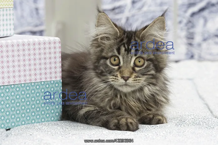 : 80190656 Cat - Maine Coon Jean-Michel Labat All : 80190656 Cat - Maine Coon Jean-Michel Labat All