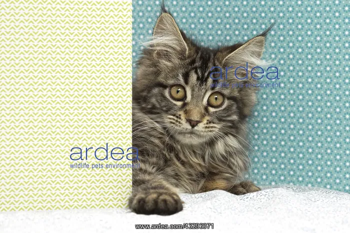 : 80190657 Cat - Maine Coon Jean-Michel Labat All : 80190657 Cat - Maine Coon Jean-Michel Labat All