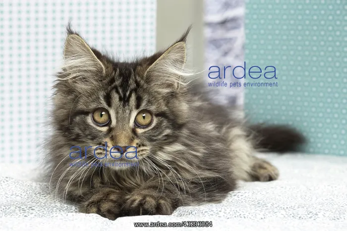  : 80190659 Cat - Maine Coon Jean-Michel Labat All