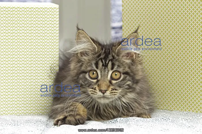 : 80190660 Cat - Maine Coon Jean-Michel Labat All : 80190660 Cat - Maine Coon Jean-Michel Labat All