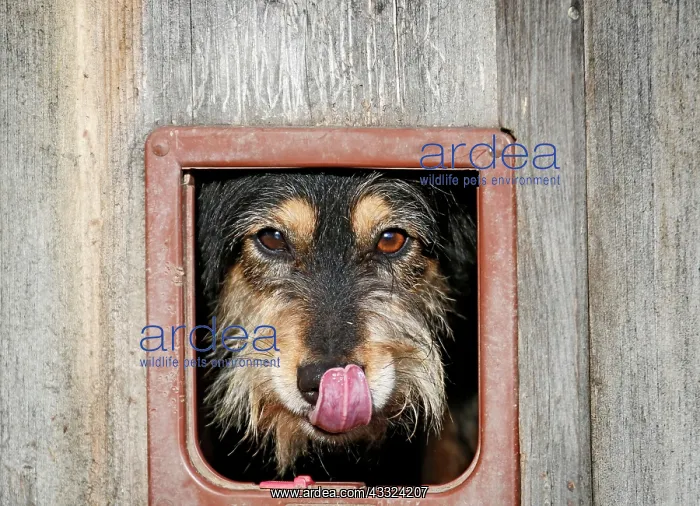 : 80191147 Dog - Mongrel looking through cat flap : 80191147 Dog - Mongrel looking through cat flap