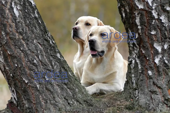 : 80191167 Dog - Yellow Labrador Retriever A3 Imagebroker : 80191167 Dog - Yellow Labrador Retriever A3 Imagebroker