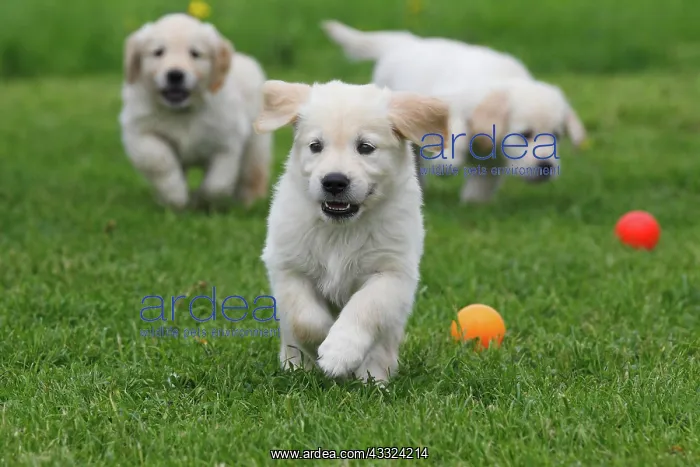: 80191189 Dog - Golden Retriever - puppies A3 Imagebroker : 80191189 Dog - Golden Retriever - puppies A3 Imagebroker