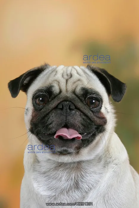 : 80191273 Dog - Pug A3 Imagebroker All images are : 80191273 Dog - Pug A3 Imagebroker All images are