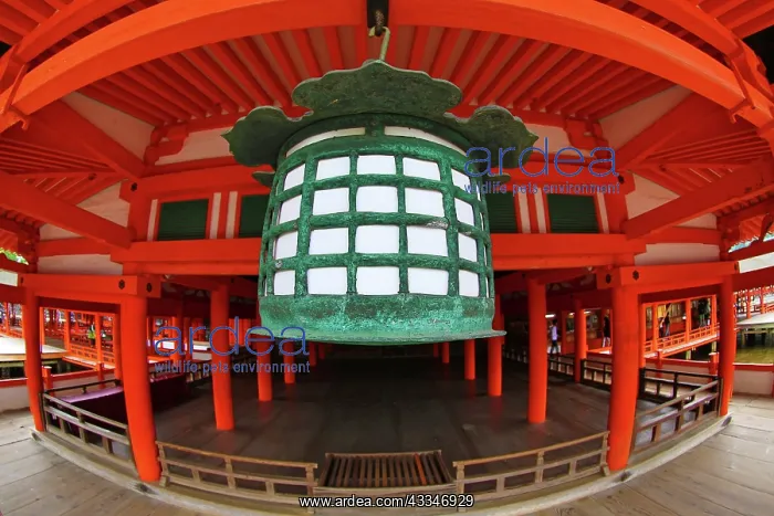 : 80191412 Itsukushima Shinto Shrine on Miyajima Island : 80191412 Itsukushima Shinto Shrine on Miyajima Island