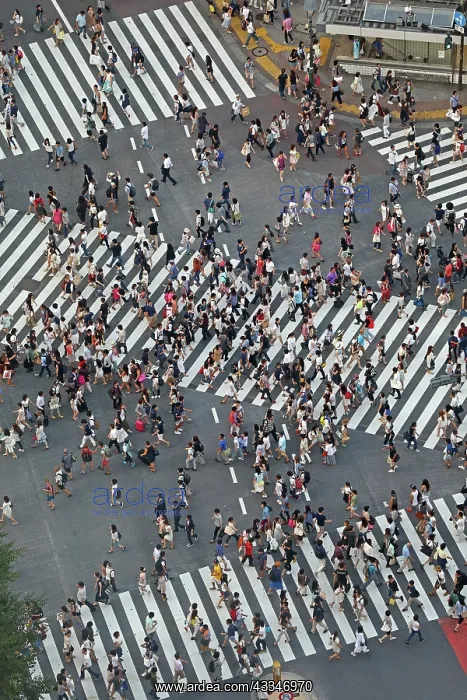: 80191417 People crossing the pedestrian crossing : 80191417 People crossing the pedestrian crossing