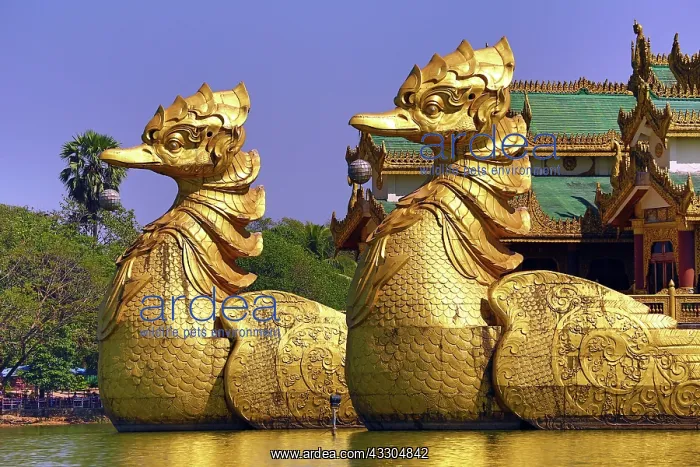 : 80191428 Karaweik Palace floating restaurant, Kandawgyi : 80191428 Karaweik Palace floating restaurant, Kandawgyi