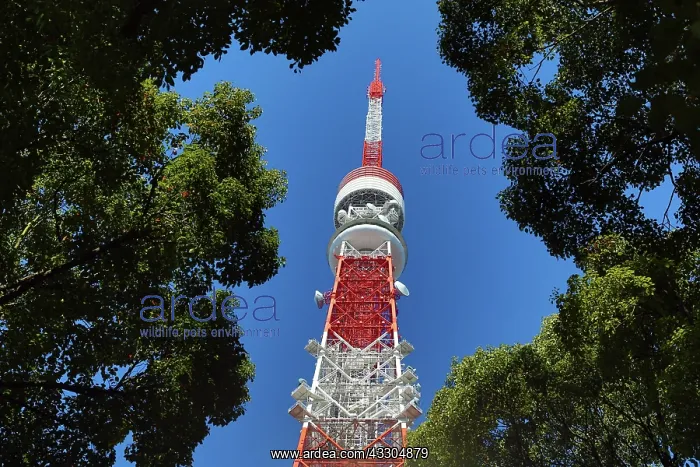: 80191431 The Tokyo Tower in Tokyo, Japan Paul Brown : 80191431 The Tokyo Tower in Tokyo, Japan Paul Brown