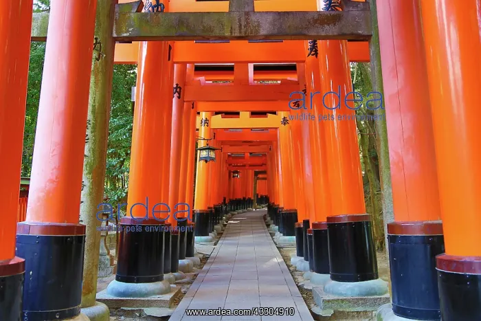 : 80191434 Red torii gate tunnel at Fushimi Inari : 80191434 Red torii gate tunnel at Fushimi Inari