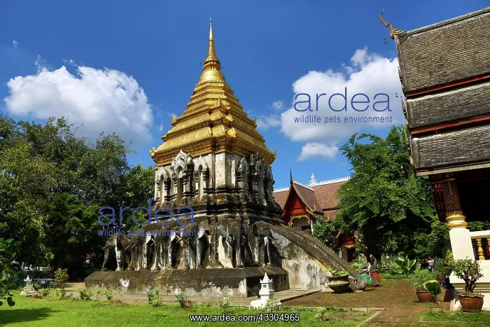 : 80191438 Gold topped elephant chedi at Wat Chiang : 80191438 Gold topped elephant chedi at Wat Chiang
