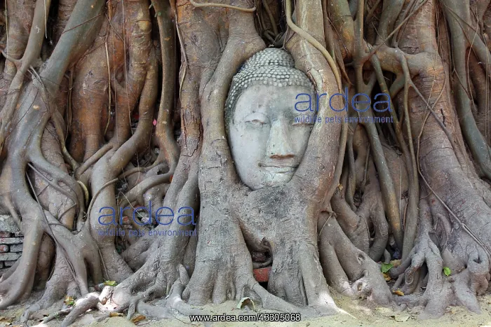 : 80191446 The head and face of Buddha in the roots : 80191446 The head and face of Buddha in the roots