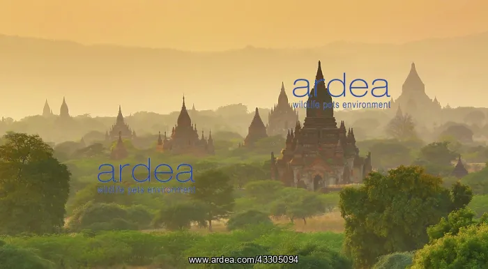 : 80191448 Temples and pagodas at sunset on the Central : 80191448 Temples and pagodas at sunset on the Central