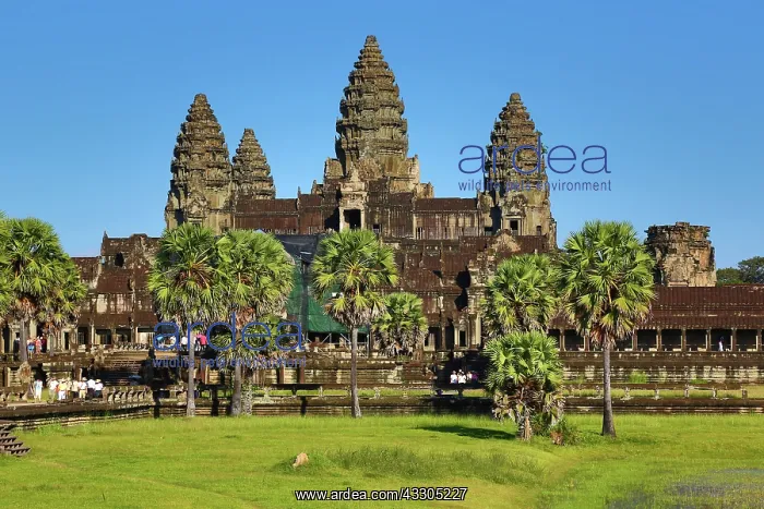 : 80191458 Angkor Wat Temple, Siem Reap, Cambodia : 80191458 Angkor Wat Temple, Siem Reap, Cambodia
