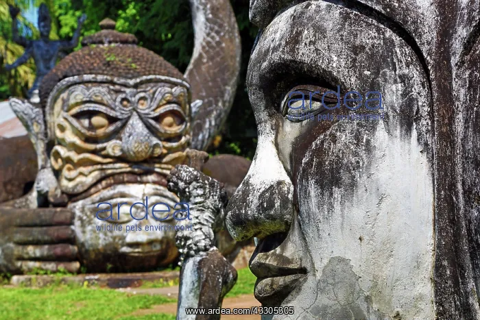 : 80191464 Statues of Buddha heads and faces at the : 80191464 Statues of Buddha heads and faces at the
