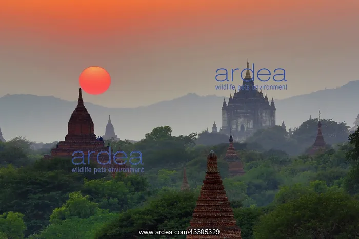 : 80191466 Thatbyinnyu Pagoda and the Temples and : 80191466 Thatbyinnyu Pagoda and the Temples and