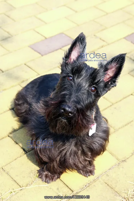 : 80191476 Black Scottish Terrier - Scottie Dog Paul : 80191476 Black Scottish Terrier - Scottie Dog Paul
