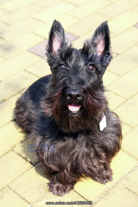 : 80191477 Black Scottish Terrier - Scottie Dog Paul : 80191477 Black Scottish Terrier - Scottie Dog Paul