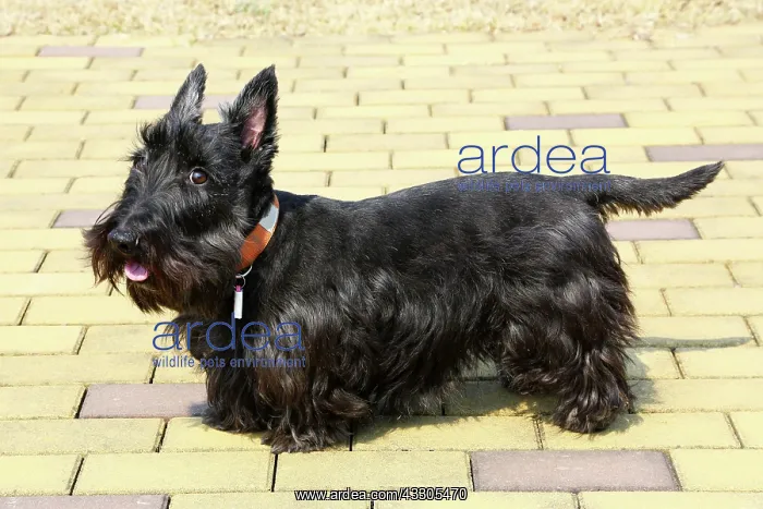 : 80191478 Black Scottish Terrier - Scottie Dog Paul : 80191478 Black Scottish Terrier - Scottie Dog Paul